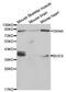 Blood Vessel Epicardial Substance antibody, MBS125030, MyBioSource, Western Blot image 