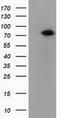 Pseudouridine Synthase 7 antibody, CF502049, Origene, Western Blot image 