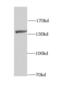 Leucine Rich Pentatricopeptide Repeat Containing antibody, FNab04850, FineTest, Western Blot image 