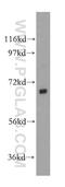 Palmitoyltransferase ZDHHC17 antibody, 15465-1-AP, Proteintech Group, Western Blot image 