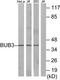 BUB3 Mitotic Checkpoint Protein antibody, TA311823, Origene, Western Blot image 