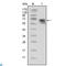 Neurotrophic Receptor Tyrosine Kinase 1 antibody, LS-C812378, Lifespan Biosciences, Western Blot image 