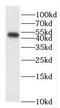 Ectonucleotide Pyrophosphatase/Phosphodiesterase 6 antibody, FNab02776, FineTest, Western Blot image 
