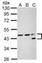 Nuclear transcription factor Y subunit alpha antibody, PA5-28990, Invitrogen Antibodies, Western Blot image 