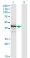 BRN3A antibody, LS-C197953, Lifespan Biosciences, Western Blot image 