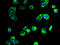 Glycoprotein M6A antibody, A59282-100, Epigentek, Immunofluorescence image 