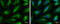 HL antibody, GTX109096, GeneTex, Immunocytochemistry image 