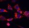 CD62L / L-Selectin antibody, FNab10510, FineTest, Immunofluorescence image 