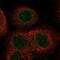Abhydrolase Domain Containing 18 antibody, PA5-62457, Invitrogen Antibodies, Immunofluorescence image 