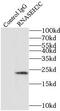 Ribonuclease H2 subunit C antibody, FNab07330, FineTest, Immunoprecipitation image 