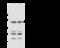 Insulin Degrading Enzyme antibody, 105162-T32, Sino Biological, Western Blot image 