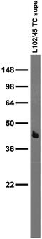 Proline Rich Transmembrane Protein 1 antibody, 73-409, Antibodies Incorporated, Western Blot image 