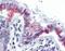 Glucosaminyl (N-Acetyl) Transferase 3, Mucin Type antibody, orb88910, Biorbyt, Immunohistochemistry paraffin image 