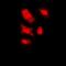 FKBP Prolyl Isomerase 10 antibody, abx141936, Abbexa, Western Blot image 
