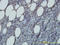Ras-related protein Rap-2b antibody, LS-C133079, Lifespan Biosciences, Immunohistochemistry paraffin image 