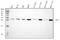 Adenylate kinase 2, mitochondrial antibody, PB10034, Boster Biological Technology, Western Blot image 