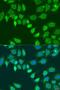L-2-Hydroxyglutarate Dehydrogenase antibody, LS-C750163, Lifespan Biosciences, Immunofluorescence image 