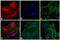 Rat IgG Isotype Control antibody, SA5-10028, Invitrogen Antibodies, Immunofluorescence image 