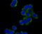 Protein diaphanous homolog 1 antibody, NBP2-75470, Novus Biologicals, Immunofluorescence image 