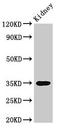 Yip1 Interacting Factor Homolog B, Membrane Trafficking Protein antibody, LS-C371491, Lifespan Biosciences, Western Blot image 