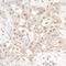 RAB Guanine Nucleotide Exchange Factor 1 antibody, A302-922A, Bethyl Labs, Immunohistochemistry frozen image 