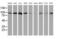 Cullin-4B antibody, MA5-26436, Invitrogen Antibodies, Western Blot image 