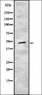 Cytochrome C Oxidase Subunit 5B antibody, orb337704, Biorbyt, Western Blot image 