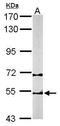 Chaperonin Containing TCP1 Subunit 2 antibody, TA308346, Origene, Western Blot image 