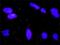 RALGDS antibody, H00005900-M01, Novus Biologicals, Proximity Ligation Assay image 
