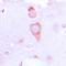Goosecoid Homeobox 2 antibody, orb214017, Biorbyt, Immunohistochemistry paraffin image 