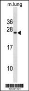 Iron-Sulfur Cluster Assembly Enzyme antibody, 60-893, ProSci, Western Blot image 