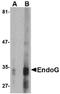Endonuclease G, mitochondrial antibody, orb75860, Biorbyt, Western Blot image 