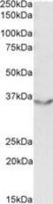 JAM-2 antibody, LS-C102872, Lifespan Biosciences, Western Blot image 