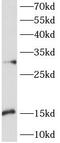 C-X-C Motif Chemokine Ligand 9 antibody, FNab05188, FineTest, Western Blot image 