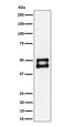 Mitogen-Activated Protein Kinase 8 antibody, M02608-3, Boster Biological Technology, Western Blot image 