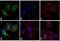 Rabbit IgG antibody, O-11038, Invitrogen Antibodies, Immunofluorescence image 