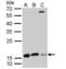 Destrin antibody, NBP2-16154, Novus Biologicals, Western Blot image 