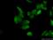 MutL Homolog 1 antibody, 11697-1-AP, Proteintech Group, Immunofluorescence image 