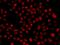 F-box/WD repeat-containing protein 11 antibody, PA5-76489, Invitrogen Antibodies, Immunofluorescence image 