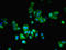 Max-like protein X antibody, LS-C376129, Lifespan Biosciences, Immunofluorescence image 