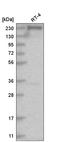 Acetyl-CoA Carboxylase Alpha antibody, HPA036650, Atlas Antibodies, Western Blot image 