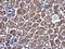 Zinc Finger CCCH-Type Containing 12A antibody, GTX110807, GeneTex, Immunohistochemistry paraffin image 
