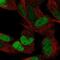 Estrogen Related Receptor Gamma antibody, NBP1-91873, Novus Biologicals, Immunofluorescence image 