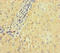 Solute Carrier Family 38 Member 9 antibody, LS-C679506, Lifespan Biosciences, Immunohistochemistry paraffin image 
