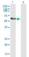 Heat Shock Transcription Factor Y-Linked 2 antibody, H00086614-M10, Novus Biologicals, Western Blot image 