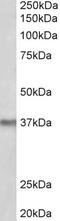 Polymerase delta-interacting protein 2 antibody, EB10591, Everest Biotech, Western Blot image 