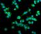 A-Kinase Anchoring Protein 12 antibody, A02303-3, Boster Biological Technology, Immunofluorescence image 