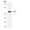 Zona pellucida sperm-binding protein 4 antibody, LS-C292233, Lifespan Biosciences, Western Blot image 