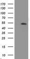 Amyloid Beta Precursor Protein Binding Family B Member 3 antibody, MA5-25736, Invitrogen Antibodies, Western Blot image 