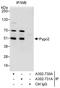 Pygopus homolog 2 antibody, A302-731A, Bethyl Labs, Immunoprecipitation image 